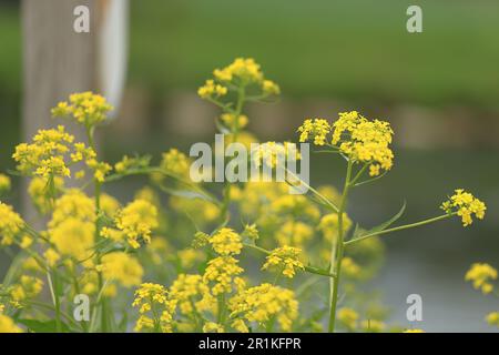 gros plan d'une isatis tinctoria en fleurs Banque D'Images