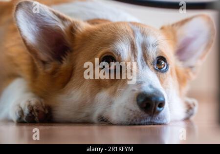 Adorable jeune adulte gallois Corgi Pembroke chien couché et recherche Banque D'Images