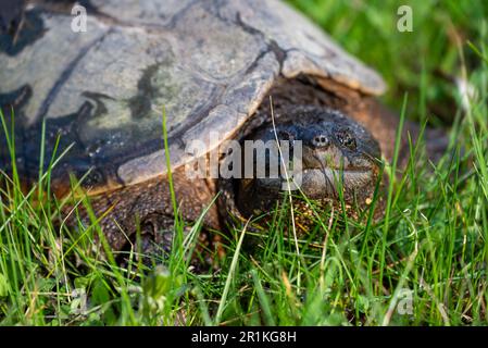 Tortue commune qui marche sur l'herbe dans le Wisconsin Banque D'Images