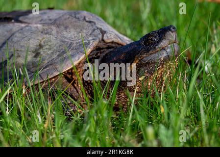 Tortue commune qui marche sur l'herbe dans le Wisconsin Banque D'Images