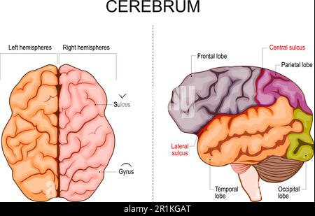 Structure du cerveau humain. Hémisphères et lobes du cortex cérébral. lobes frontaux, temporels, occipitaux et pariétaux. vue latérale et supérieure Illustration de Vecteur