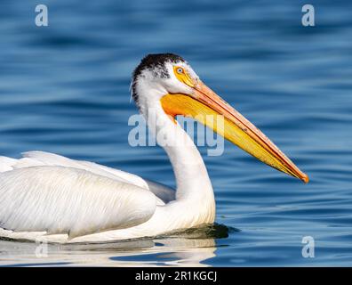 Un pélican blanc américain avec des yeux bleu clair et des plumes de tête ou de couronne noires, nageant dans un lac bleu. Gros plan en mode portrait. Banque D'Images