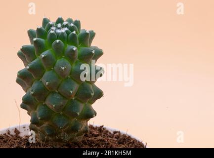 Cactus vert dans un pot de terre sur fond pêche. Mouchetures blanches sur le cactus. Photographie macro. Photo de haute qualité. Banque D'Images