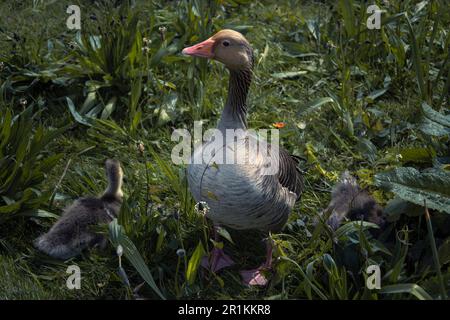 La Gréylag Goose avec de jeunes oisons. Oies sauvages indigènes au Royaume-Uni et en Europe Banque D'Images