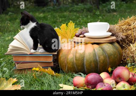 Adorable chaton, livres, citrouille et tasse de thé sur l'herbe verte en plein air. Saison d'automne Banque D'Images