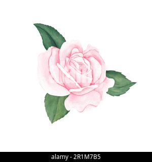 Rose rose avec feuilles vertes. Composition florale aquarelle colorée. Illustration dessinée à la main isolée sur fond blanc. Design pour carte de vœux, i Banque D'Images