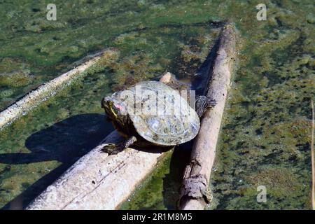 Tortue soleil sur une bûche dans un marais près de Barcelone. Banque D'Images