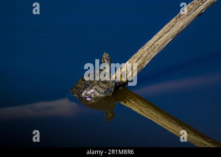 Une tortue d'eau gratuite de Floride, dans une réserve naturelle, se prélassant sur une branche sortant de l'eau. Banque D'Images