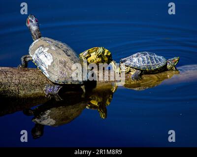 Trois tortues d'eau de Floride gratuites, dans une réserve naturelle, se prélassant sur une branche sortant de l'eau. Banque D'Images