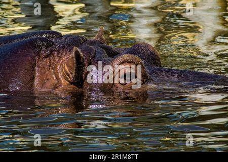 Hippopotame submergé dans l'eau, montre seulement l'oeil et une partie de la tête. Banque D'Images