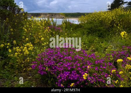 Cueillez et les fleurs jaunissent fleurissent sur la côte de Santa Cruz. Banque D'Images