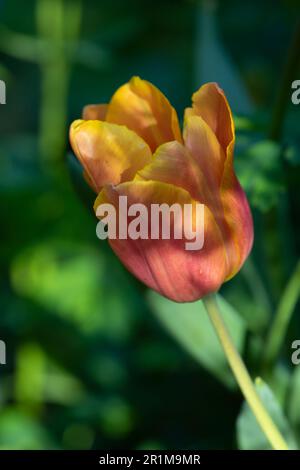 Fleurs rouges orange de la tulipe Jimmy en fleur dans un jardin en mai, Angleterre, Royaume-Uni Banque D'Images