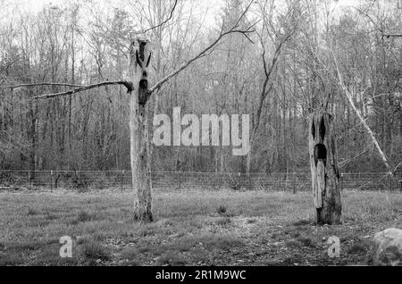 Coppal House Farm - Lee, New Hampshire - avril 2023. Deux totems en bois créepy sculptés comme un monstre qui protège la ferme lors d'une journée de fonte. Cette image était Banque D'Images