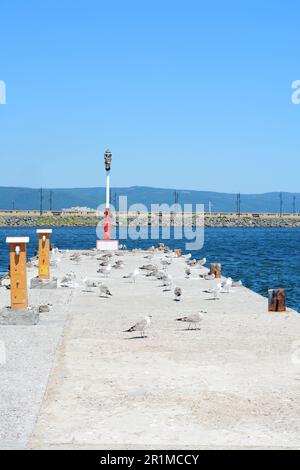 Mouettes sur une belle jetée en béton près de la mer Banque D'Images