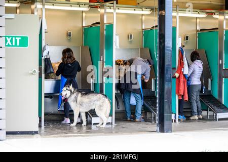 REDMOND, WA, États-Unis – 2 AVRIL 2023 : zone de lavage pour chiens Marymoor Park, personnes et chiens dans les étals de lavage pour chiens Banque D'Images