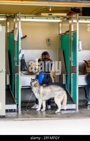 REDMOND, WA, États-Unis – 2 AVRIL 2023 : zone de lavage pour chiens Marymoor Park, personnes et chiens dans les étals de lavage pour chiens Banque D'Images