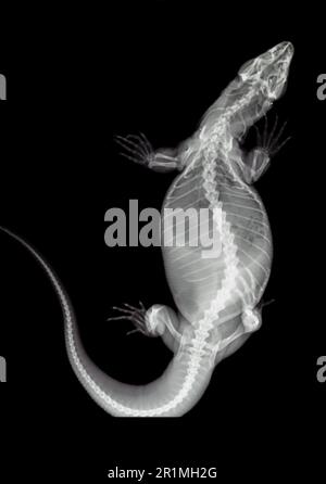 Savannah Monitor (Varanus exanthematicus), rayons X de lézard Banque D'Images