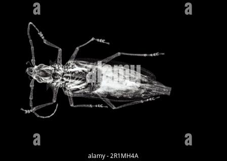 Radiographe du coléoptère de l'altère des racines du Palo Verde (Derobrachus hovorei) Banque D'Images