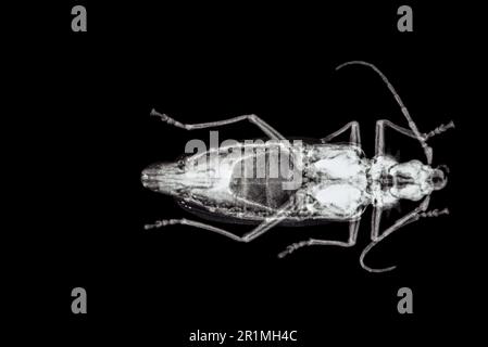 Radiographe du coléoptère de l'altère des racines du Palo Verde (Derobrachus hovorei) Banque D'Images