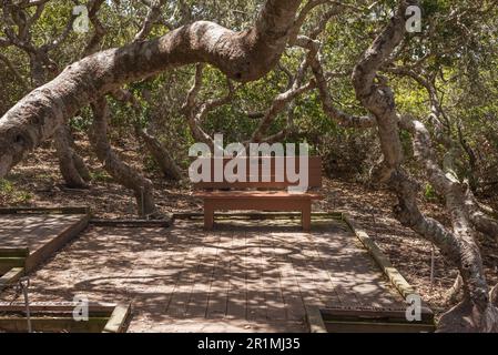 La forêt Elfin à Los Osos, Californie. Banque D'Images