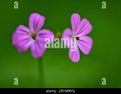 Sieversdorf, Allemagne. 14th mai 2023. Fleurs de Ruprechtskraut (Geranium robertianum), également appelées Cranesbill ou Cranesbill stinky. Credit: Patrick Pleul/dpa/Alay Live News Banque D'Images