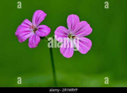 Sieversdorf, Allemagne. 14th mai 2023. Fleurs de Ruprechtskraut (Geranium robertianum), également appelées Cranesbill ou Cranesbill stinky. Credit: Patrick Pleul/dpa/Alay Live News Banque D'Images