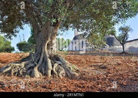 gros plan sur un vieil olivier avec un tronc torsadé dans une oliveraie et typique maison rurale de puglia en Italie trulli de la région de Puglia italie Banque D'Images