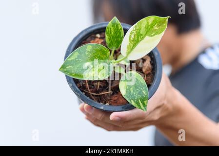 Philodendron Green congo hybride dans le pot Banque D'Images