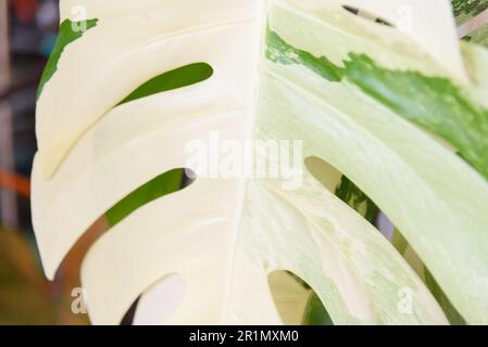 Monstera Borsigiana Albo Variegated dans le pot Banque D'Images