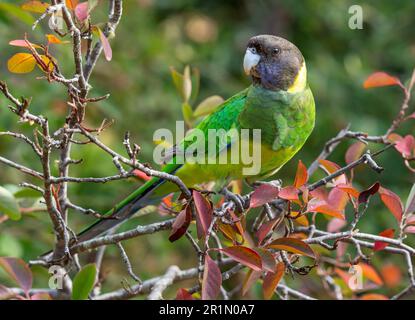 Un ringcou australien de la race occidentale, connu sous le nom de Parrot des vingt-huit, photographié dans une forêt du sud-ouest de l'Australie. Banque D'Images