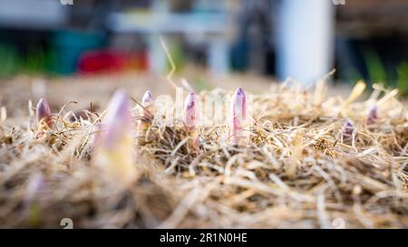 Le premier réchauffement au printemps dans le potager et les jeunes pousses d'asperges commencent à croître activement. Les premiers fruits de la délicatesse végétab Banque D'Images