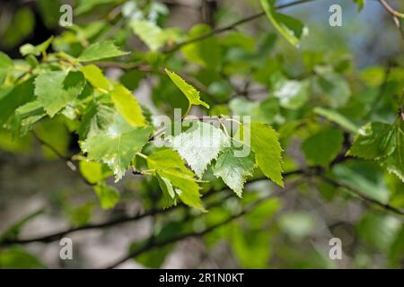 Détails des feuilles de bouleau argenté au printemps. Gros plan. Pendula Betula Banque D'Images