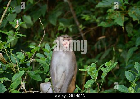 Jeune singe pose pour une photo dans la jungle de Lawachara, Moulavibazar, Sylhet, Bangladesh. Un bon portrait de Resus Monkey. Banque D'Images