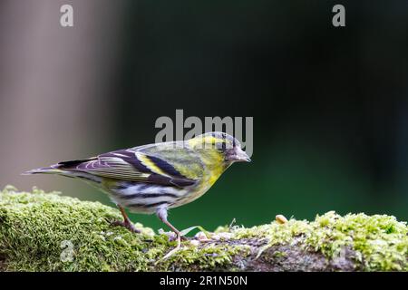 Siskin eurasien [ Spinus spinus ] oiseau mâle se nourrissant de log de la mousse de baitd Banque D'Images