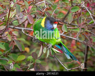 Un ringcou australien de la race occidentale, connu sous le nom de Parrot des vingt-huit, photographié dans une forêt du sud-ouest de l'Australie. Banque D'Images