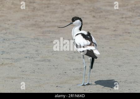 Pied Avocet, Recurvirostra avosetta, adulte unique debout au sol, Réserve d'Albufera, Mallorca, Espagne, 14 mai 2023 Banque D'Images