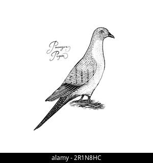 Oiseau de pigeon passager. Espèces éteintes. Illustration vectorielle gravée à la main en coupe de bois style graphique vintage, dessin vintage Illustration de Vecteur