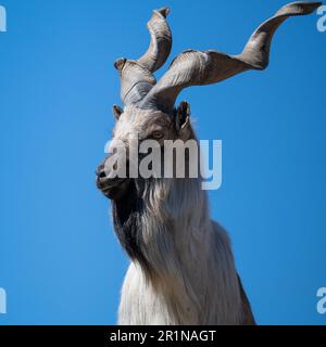Portrait en gros plan d'une chèvre de montagne majestueuse avec de grandes cornes tordues. Banque D'Images