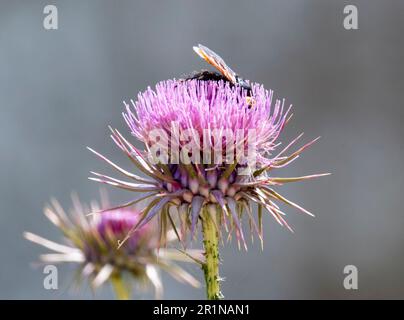 Abeille cueillant le nectar d'un âne chypriote Tnectarhistle (Onopordum acanthium) Paphos, Chypre. Banque D'Images