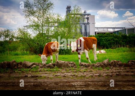 Deux veaux de sang mangent, paissent de l'herbe sur les pâturages, pré devant la zone industrielle agricole, complexe avec peu de silos métalliques, bronzage de stockage Banque D'Images