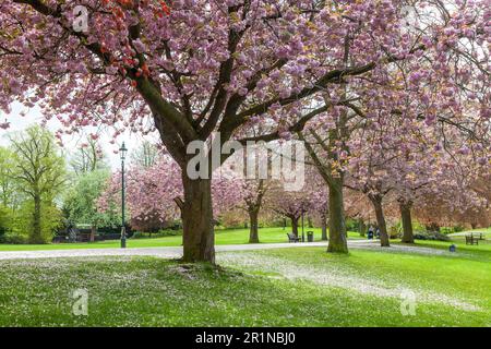 Fleur de cerisier de printemps dans le parc Pittencieff, Dunfermline, Fife, Écosse Banque D'Images