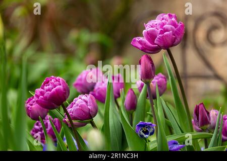 Diamant bleu tulipe Banque D'Images