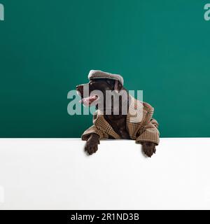 Couleur chocolat, magnifique labrador en veste rétro et casquette posant sur fond vert studio. Expression museau sérieuse Banque D'Images