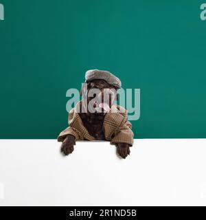 Couleur chocolat, magnifique labrador en veste rétro et casquette posant sur fond vert studio. Image détective Banque D'Images