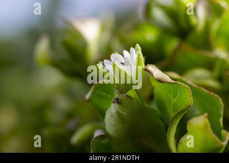 Au printemps, Stellaria Media pousse dans la nature. Plante herbacée qui pousse souvent dans les jardins comme une mauvaise herbe. Petites fleurs blanches sur tiges vertes charnues. Banque D'Images