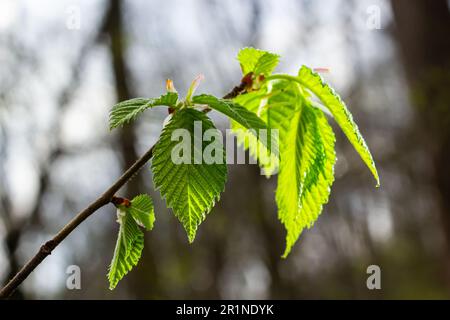 Grosses branches de bourgeons verts. Les jeunes feuilles vertes sortent des bourgeons verts épais. branches avec nouveau feuillage illuminées par le soleil de jour. Début du printemps. Banque D'Images