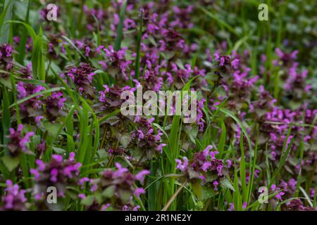 L'ortie sourde fleurit dans une forêt, Lamium purpueum. Fleurs violettes printanières avec des feuilles rapprochées. Banque D'Images