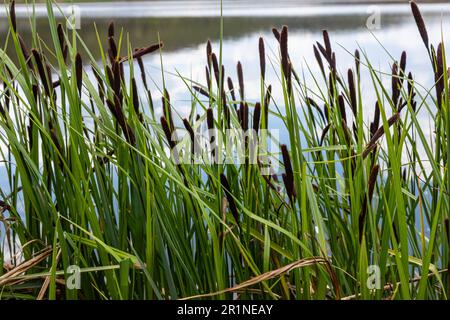 Carex acuta - trouvé croissant sur les bords des rivières et des lacs dans les écorégions terrestres Palaearctiques dans des lits de dep humide, alcalin ou légèrement acide Banque D'Images