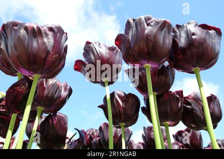 Tulipe triomphe « Paul Scherer » en fleur. Banque D'Images