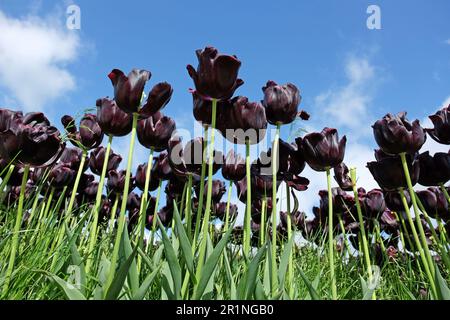 Tulipe triomphe « Paul Scherer » en fleur. Banque D'Images